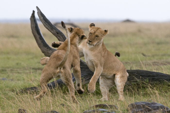 5 days Kenya Safari, Diani Beach, Tsavo East, Amboseli, Maasai Mara, return to Diani Beach by domestic flight