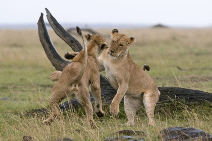 Tsavo East National Park