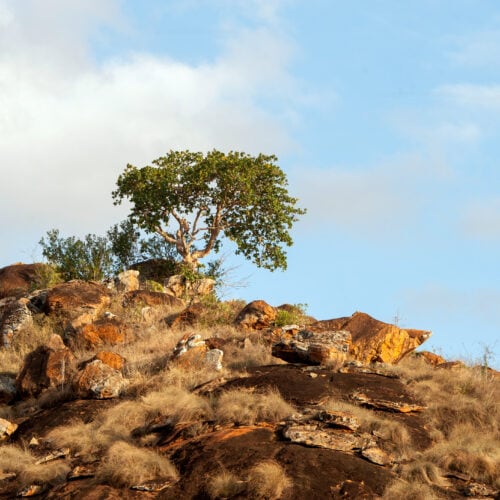 savannah landscape in the national park of kenya 2021 08 26 15 55 55 utc