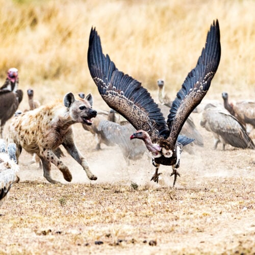 scavengers in kenya africa 2022 06 20 15 14 03 utc