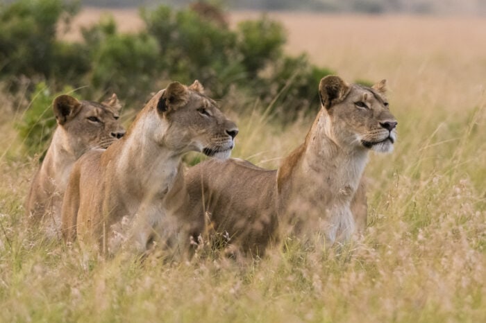 Amboseli Nationalpark