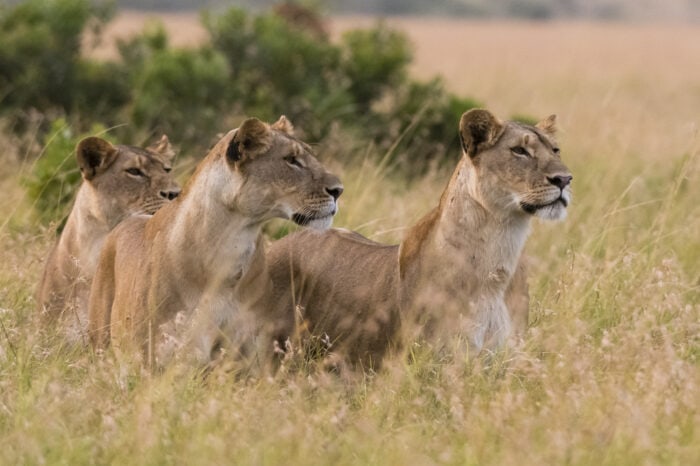 Tsavo Ost Nationalpark