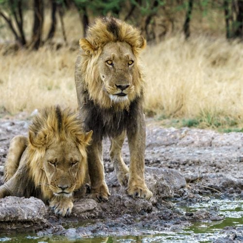 two lion blood brothers drinking 2022 12 31 05 17 30 utc