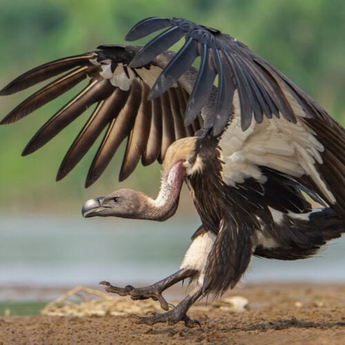 vulture with open wings approaching the ground 2022 12 31 05 04 29 utc