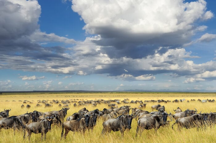 4 giorni Lago Manyara / Ngorongoro / Tarangire