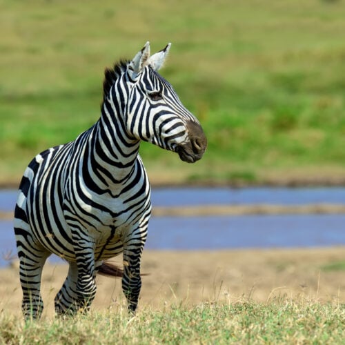 zebra in national park of kenya 2021 08 26 15 55 36 utc