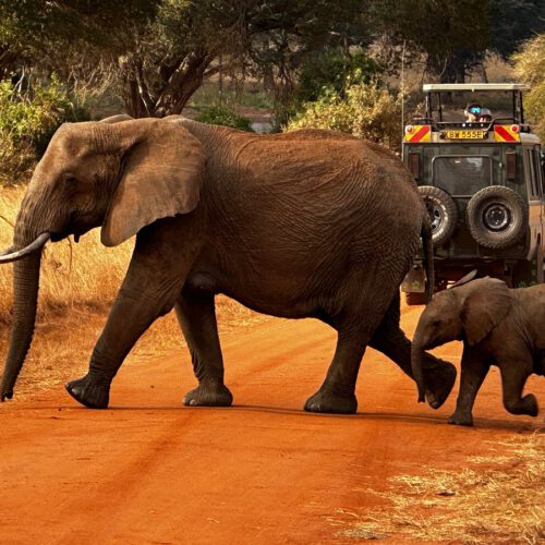 crossing elefants