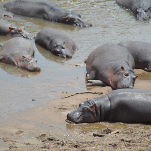 hippos