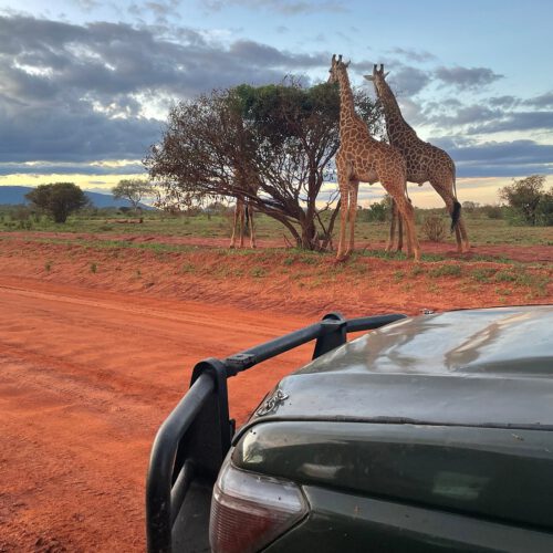 marco polo tours and safaris 2 1