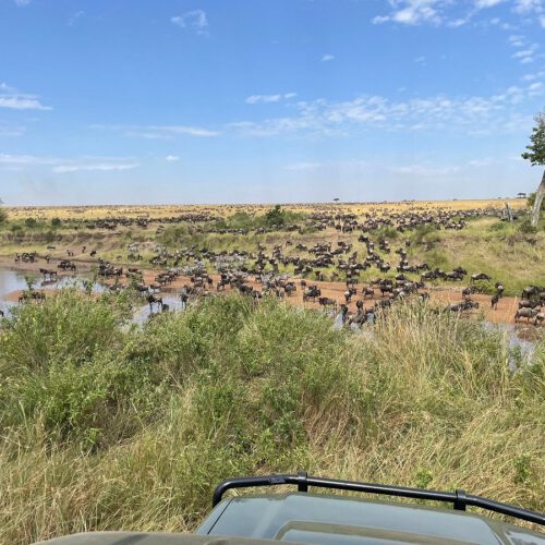 masai mara river stop