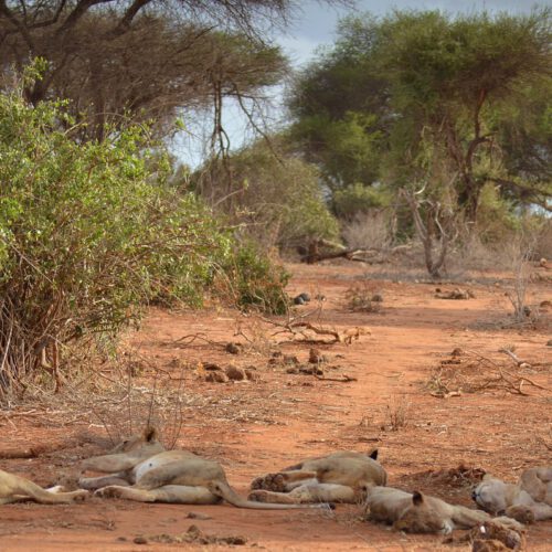 resting lions 1