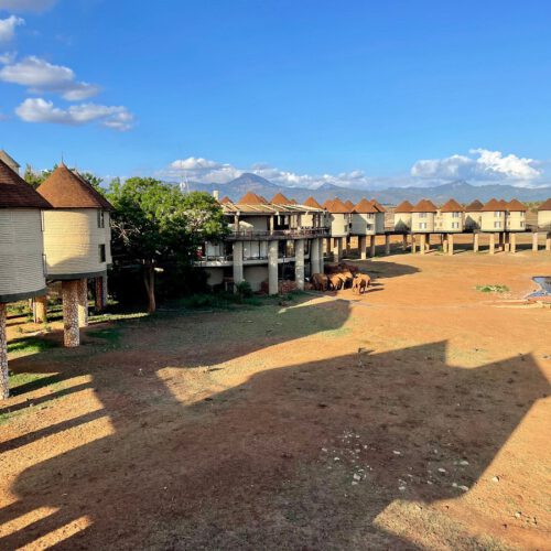 saltlick loge