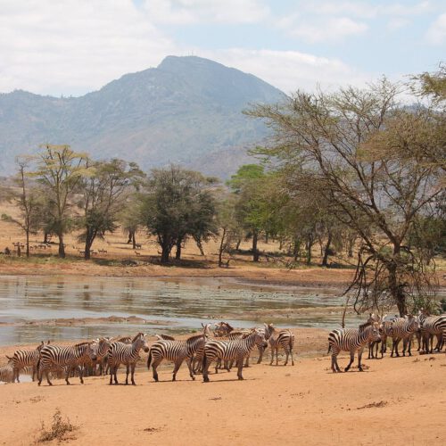 zebras at the watering place