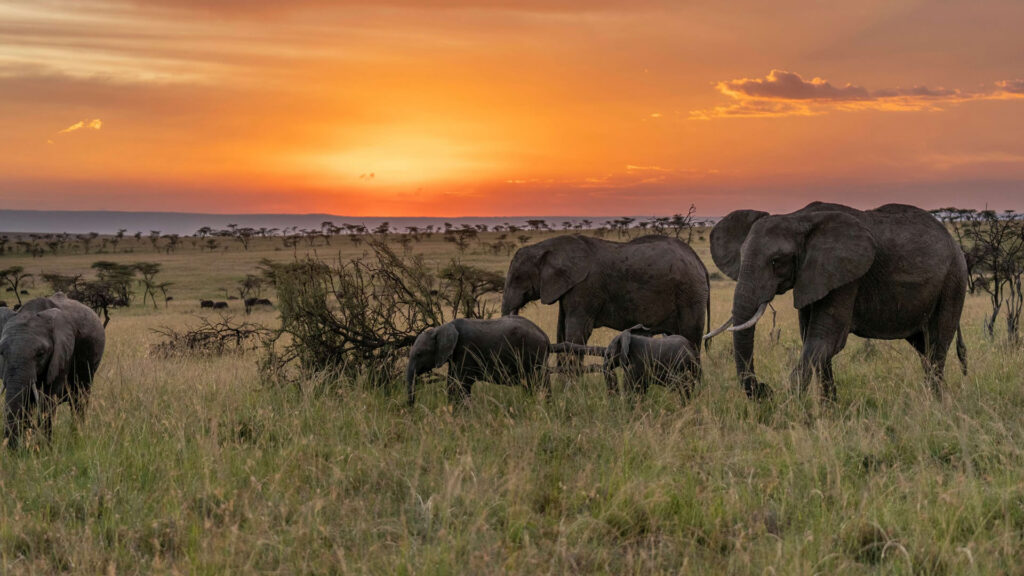 7days mara nakuru naivasha amboseli diani