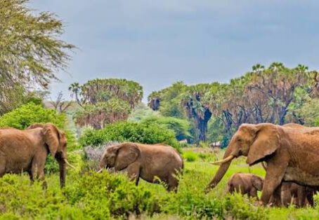 1 Day Safari Blue Mida Creek