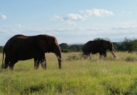 1 Day Safari Blue Mida Creek