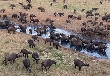 1 Day Safari Blue Mida Creek